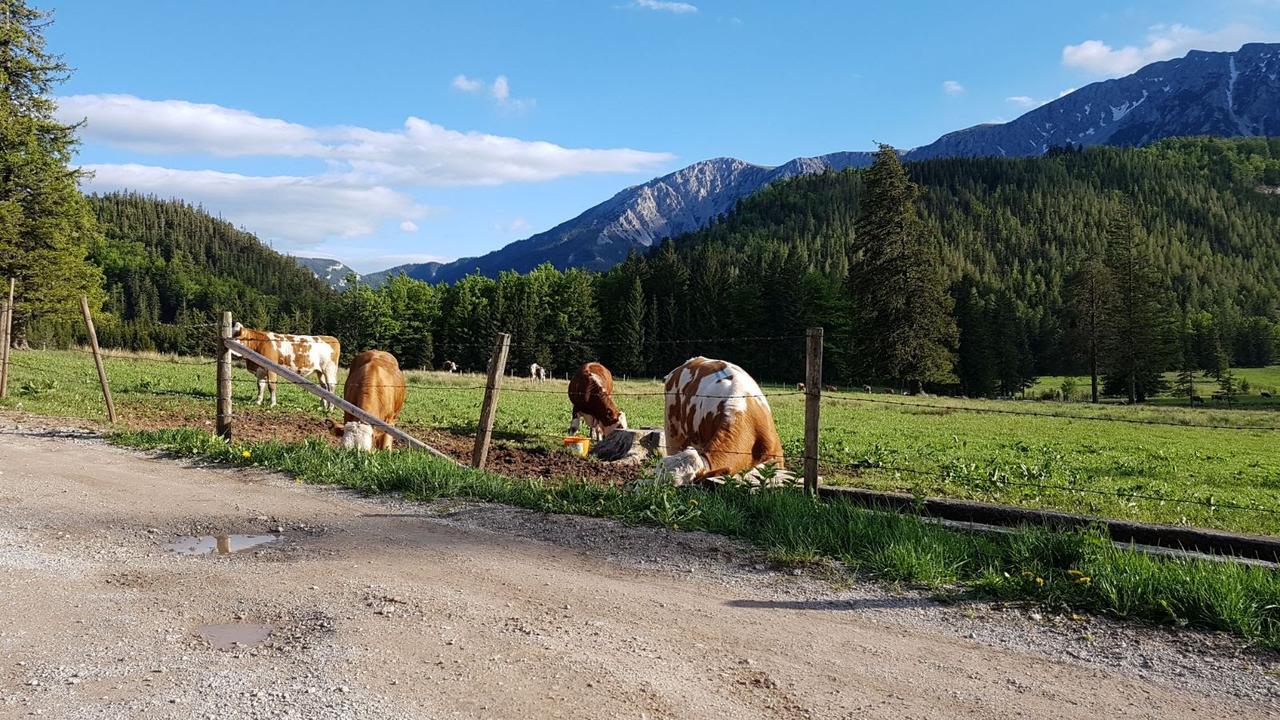 Ferienwohnungen Mamauwiese Gutenstein Eksteriør billede