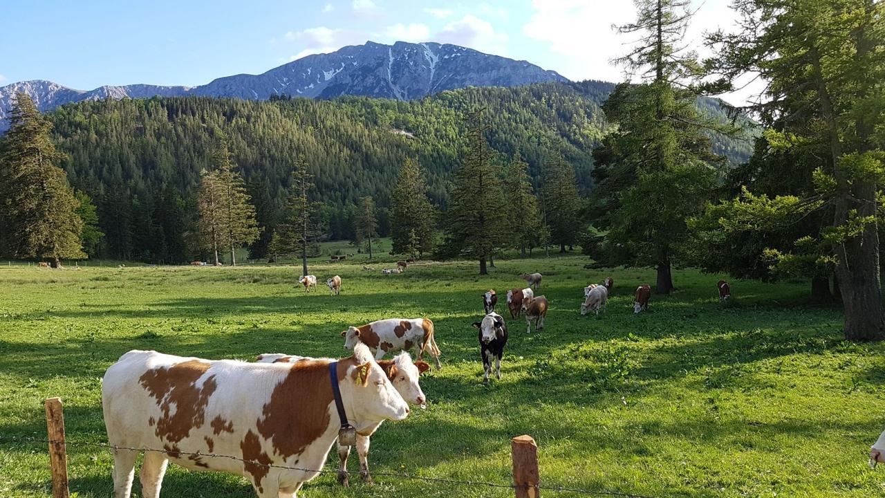 Ferienwohnungen Mamauwiese Gutenstein Eksteriør billede